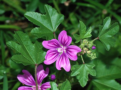 malva sylvestris